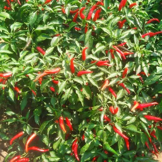 深州市自家种植朝天椒，数量有限