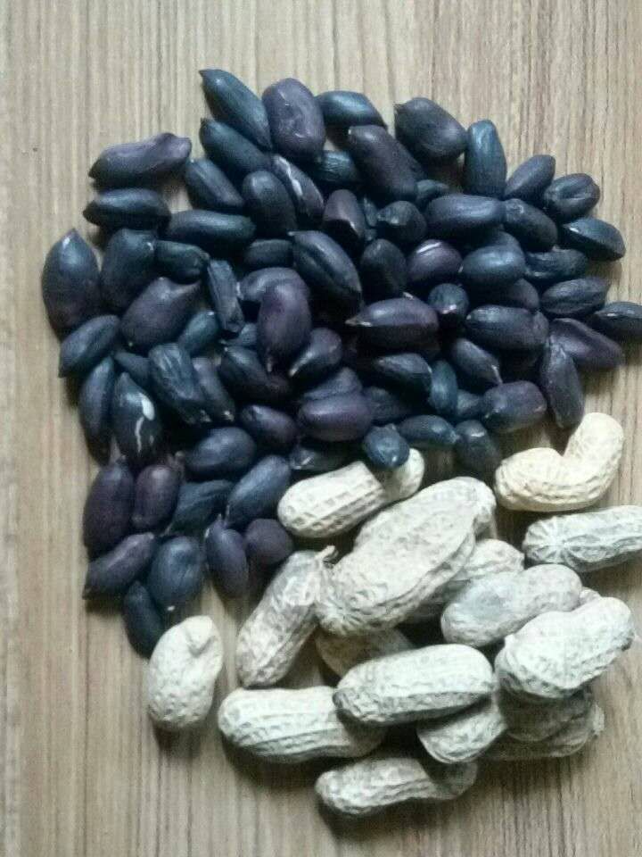 黑花生种子一花生种子