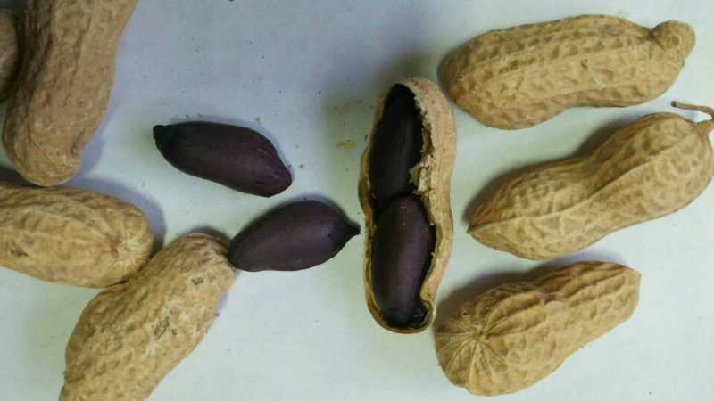 黑花生种子一花生种子