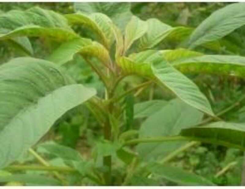 非洲冰草  冰菜種子一冰草種子