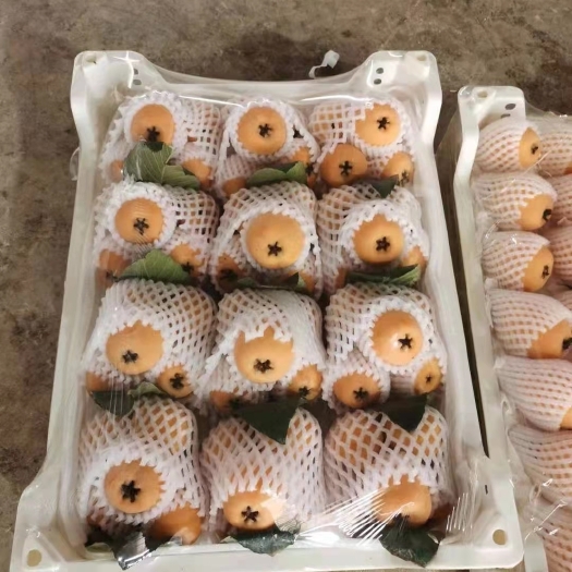 蒙自市大五星枇杷 云南蒙自枇杷