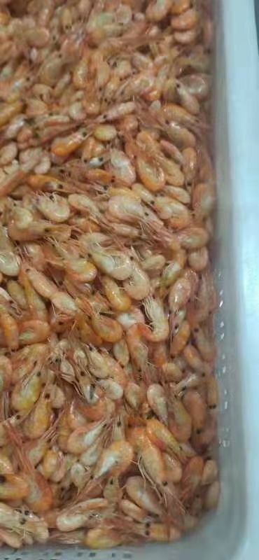 浏阳市白米虾  小鱼小虾