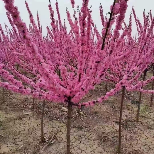 开原市榆叶梅