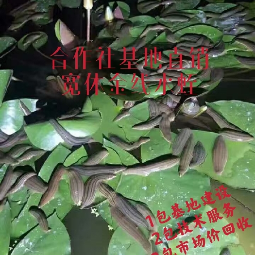 仪陇县宽体金线蛭  出售开口苗，半月苗，月苗，青年苗，合作社3包服