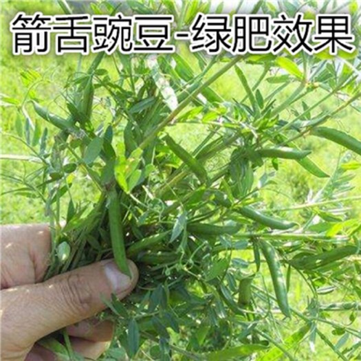 沭阳县箭舌豌豆种子果园绿肥蜜源种子
