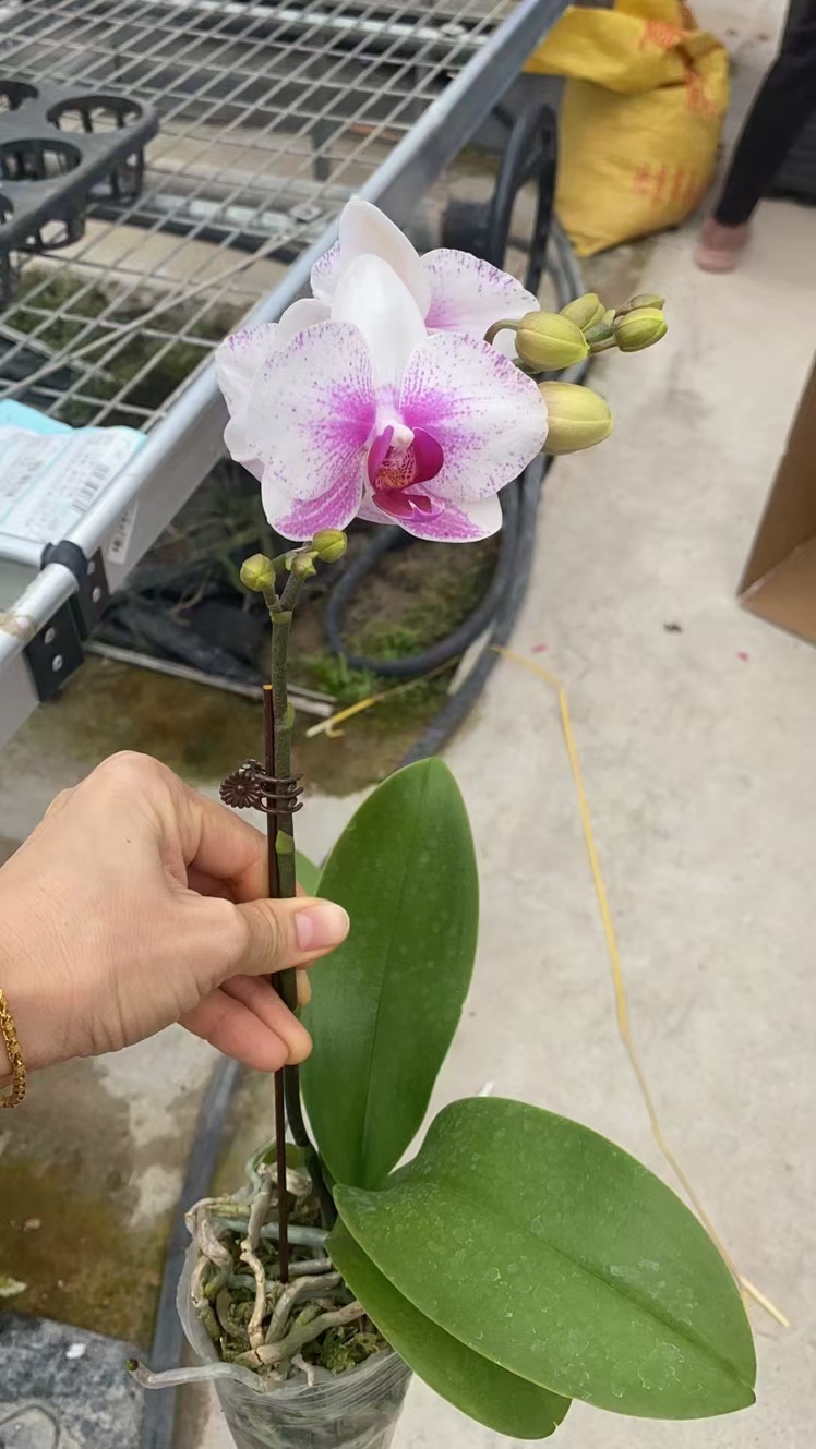 2.8寸A级丽莎单梗蝴蝶兰，便宜还耐摆，单梗有货