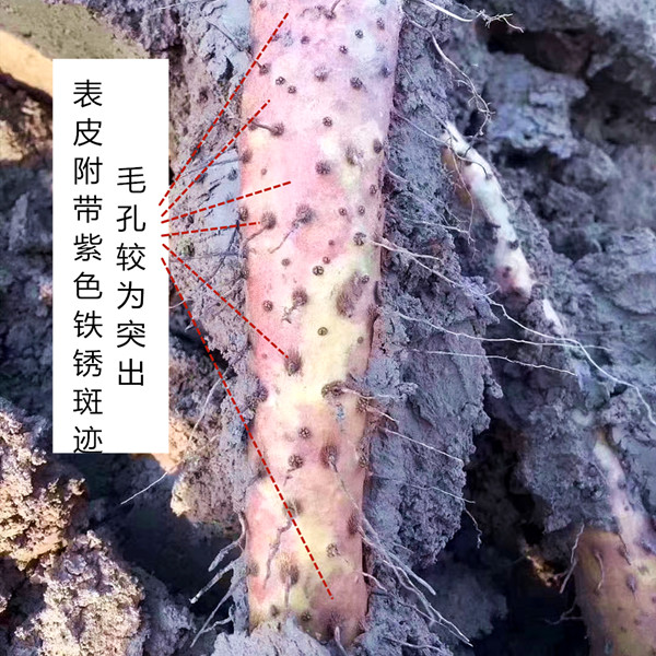 铁棍山药河南焦作温县垆土铁棍山药铁杆怀山原产地批发直销