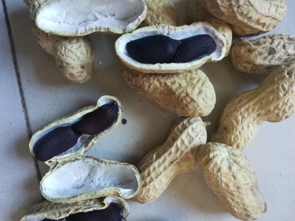 黑花生种子一花生种子