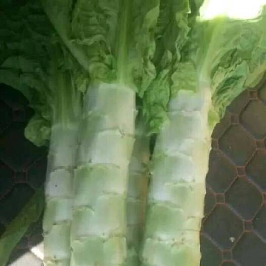 武汉种植户自产自销，大棚红尖叶莴笋，陆续上市了
