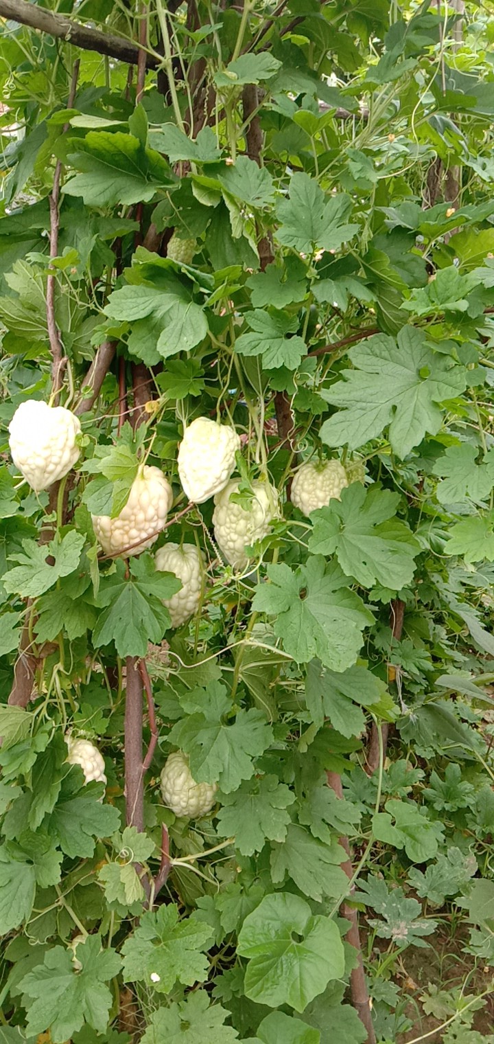 非洲冰草  冰菜種子一冰草種子