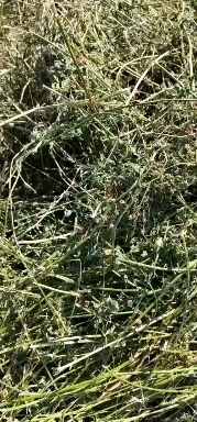 阿旗苜蓿草饲料 出售三茬苜蓿