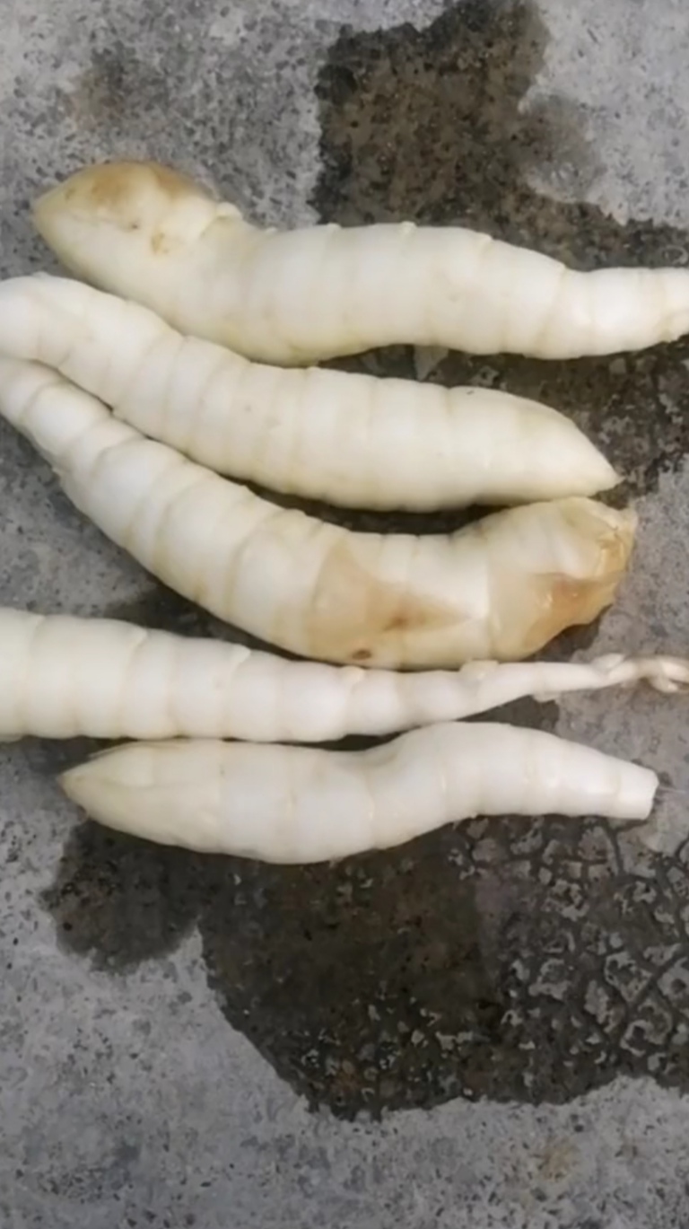长沙 姜薯