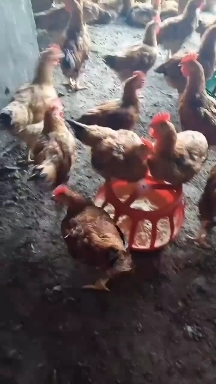 张家口良凤花鸡  良凤公鸡，七到八斤，可以发活体，也可以现杀，纯粮食喂养