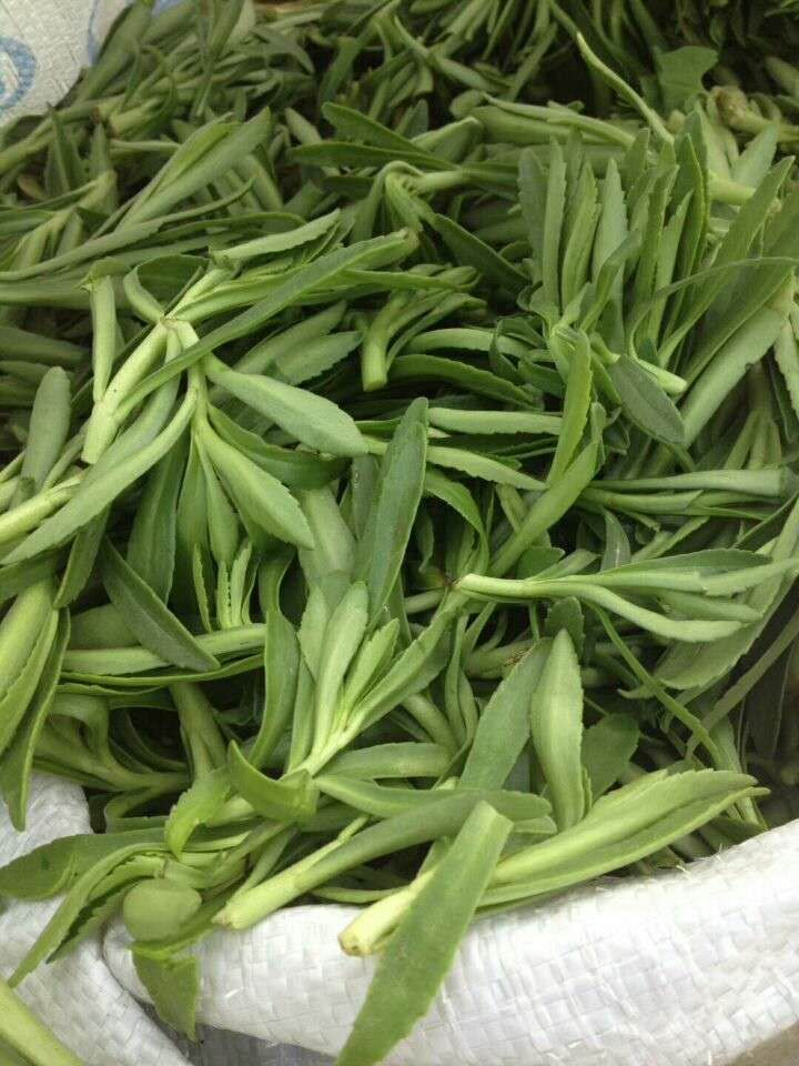 非洲冰草  冰菜種子一冰草種子