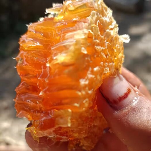 宁蒗县大凉山高原野蜂蜜十一月新蜜