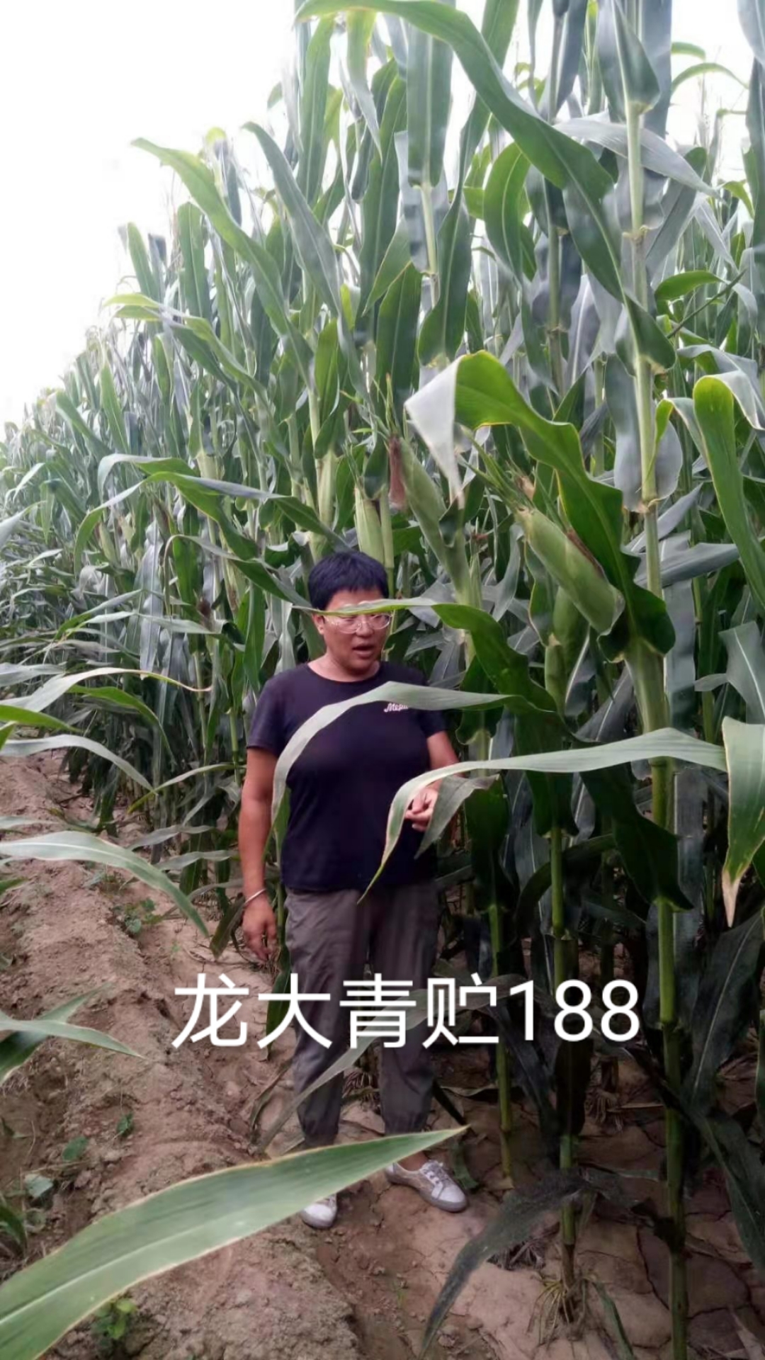 龙大青贮188穗大棵大易消化植株健壮生物产量高