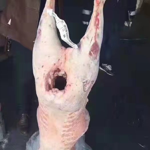 郑州羊肉类  大羊酮体，质量好，到55斤都有