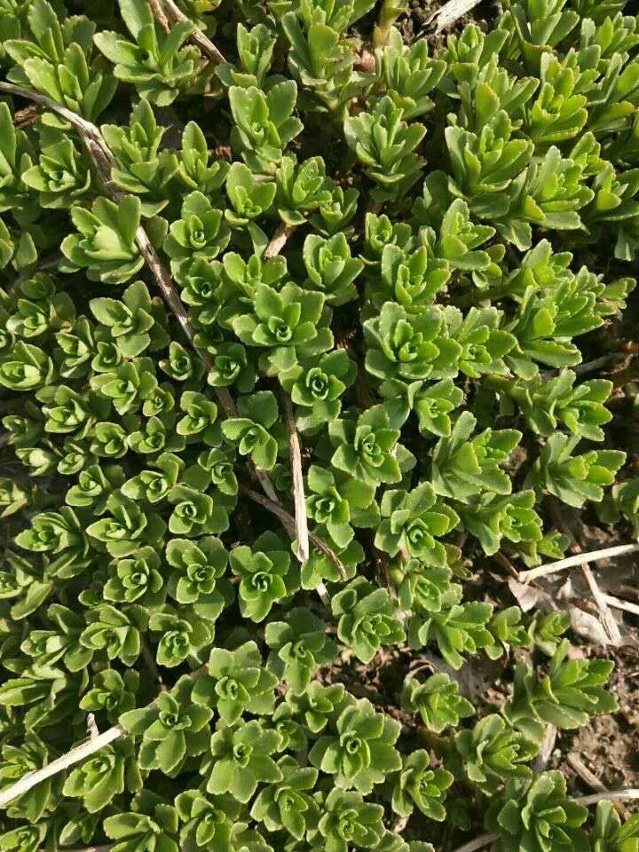 非洲冰草  冰菜種子一冰草種子