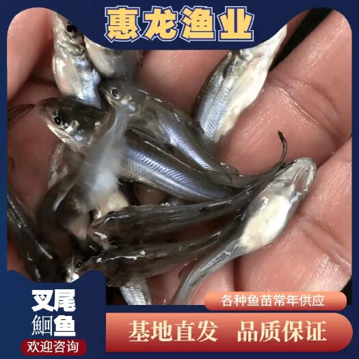 广州叉尾鮰鱼苗