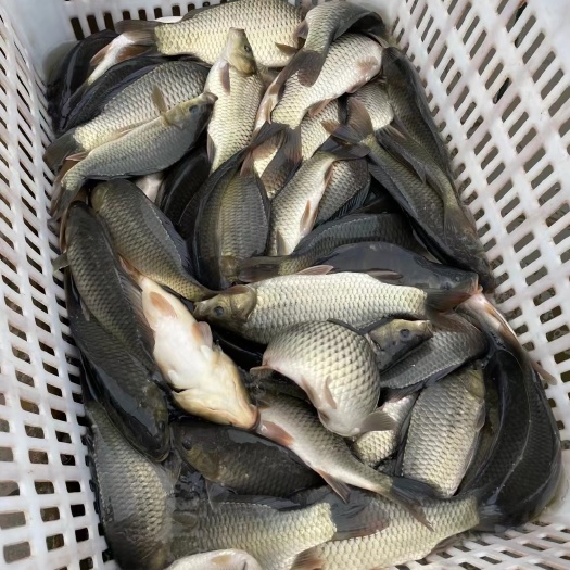 重庆市湘云鲫  大量出售成品鱼，鲫鱼、鲤鱼、草鱼等，量大从优，欢迎订购。