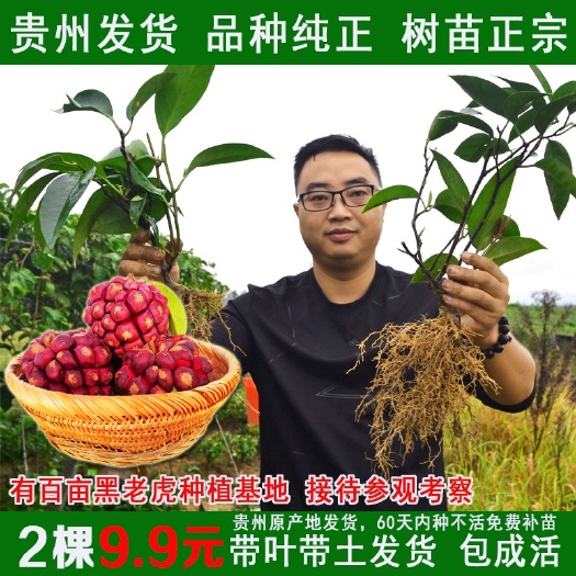 锦屏县黑老虎苗布福娜树苗二年苗正宗黑老虎种苗