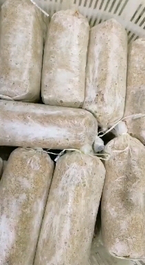 黎平县茯苓菌种 产量高 粮食多 质量保证 所以种植技术均可提供。