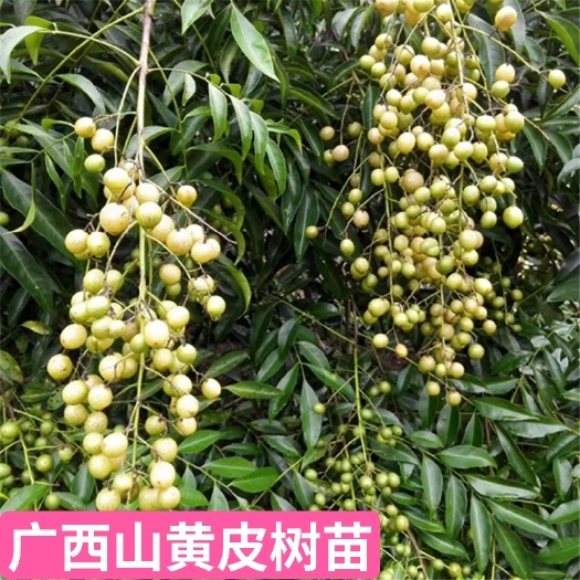 灵山县野生山黄皮鸡皮果苗  广西鸡皮果苗，山黄皮苗