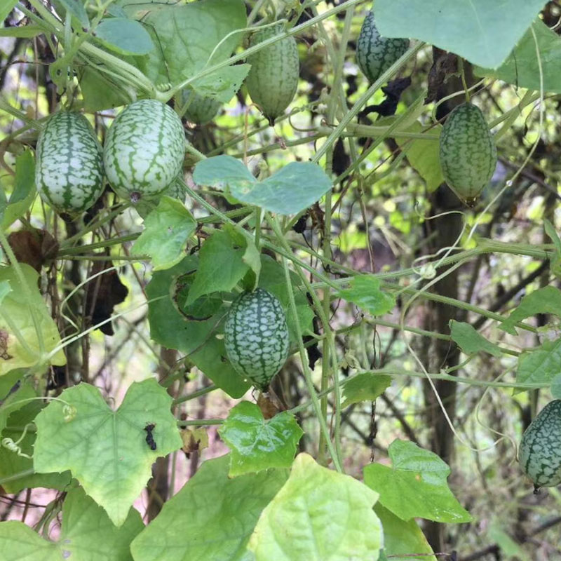 拇指西瓜种子  拇指黄瓜种子 拇指小西瓜籽口感脆甜微型水果迷你