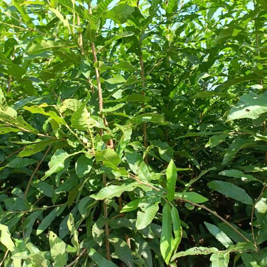 山地 800亩山场，适合种植中草药、茶叶、山核桃，或发展特色养殖。