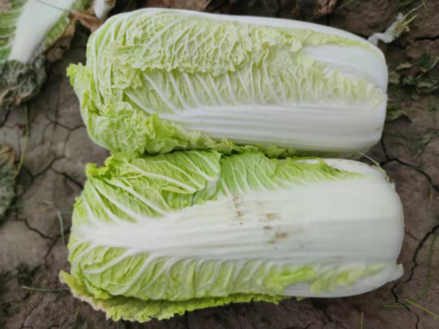  东北大白菜农民自产自销一手货源保证质量地头现砍现装