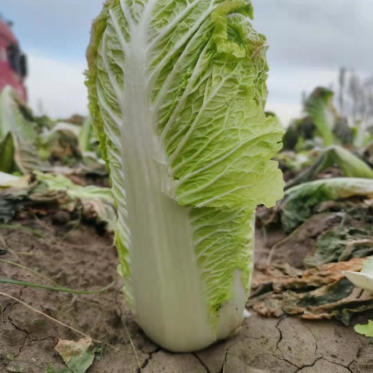  东北大白菜农民自产自销一手货源保证质量地头现砍现装