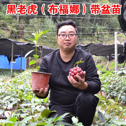 锦屏县黑老虎苗 黑老虎二年盆景苗布福娜二年盆景苗
