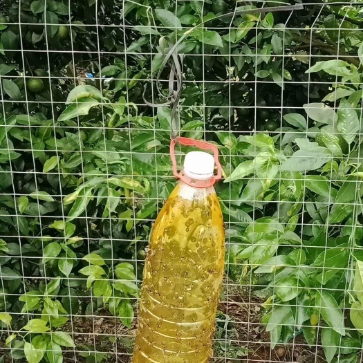 南宁诱蝇球 果实蝇诱粘剂，引诱，耐雨水冲刷