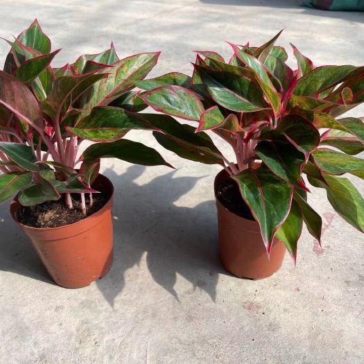 普宁市花叶万年青  万年红盆栽多年生草本植物根系发达 好管理净化空气室内植物