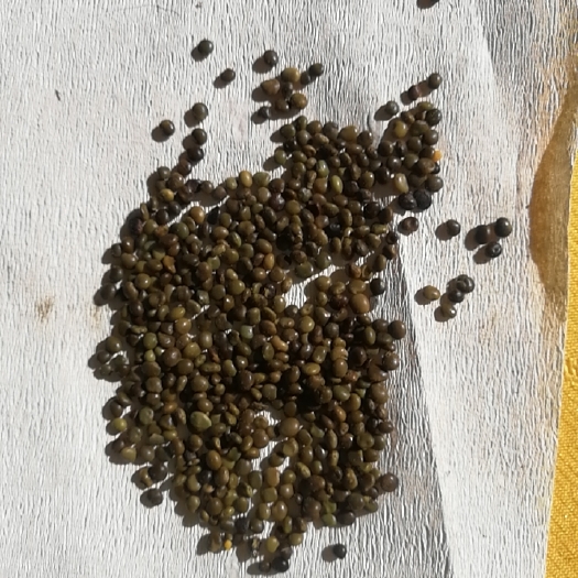 瓜州县甘草种子  甘草种籽