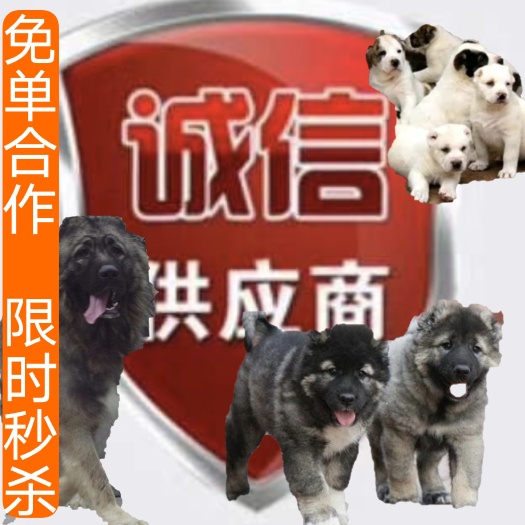 汶上县杂交狗  狗苗，改良狗苗，家狗杂交改良