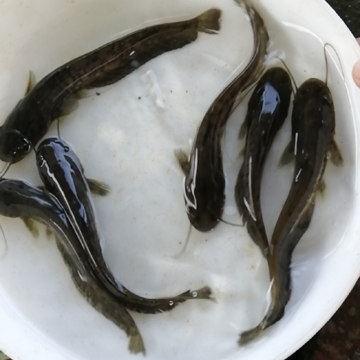 广州 南方大囗鲶鱼苗，杂交鲶鱼苗