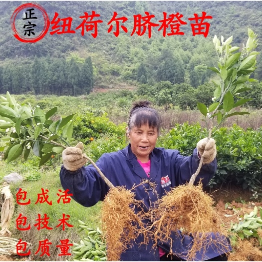 阳朔县【放心购】赣南脐橙苗 纽荷尔脐橙苗 富川脐橙苗 脐橙苗