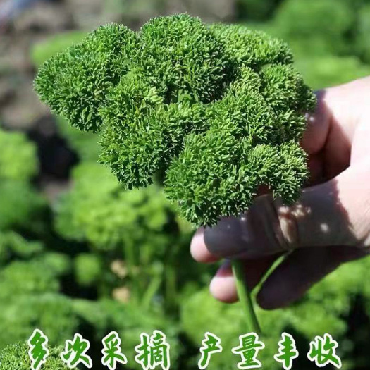 法香种子 香芹种子欧芹种籽四季盆栽 西餐草洋香菜芹菜