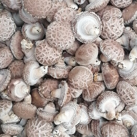 汝阳县花菇 河南省洛阳市汝阳县 鲜香菇 