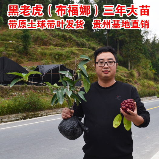 锦屏县黑老虎苗 黑老虎布福娜三年带原土球大苗当年结果