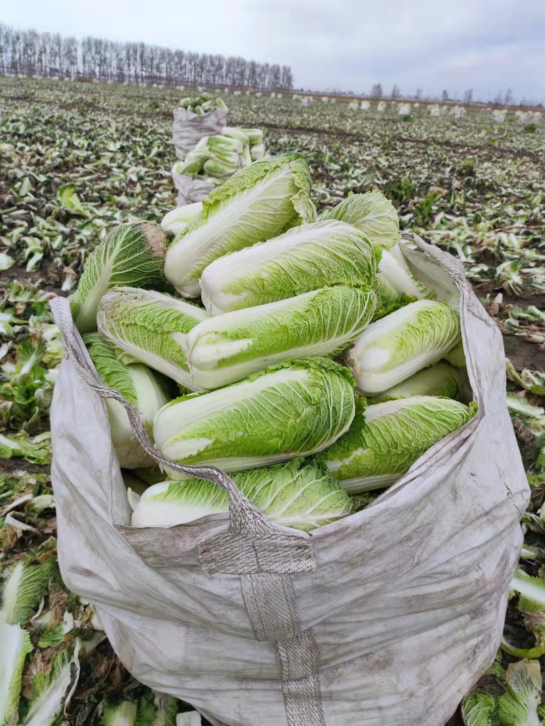 东北大白菜农民自产自销一手货源保证质量地头现砍现装