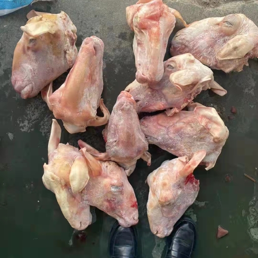 郑州水退羊头，火烧羊头，育肥羔羊头，现货供应，全国冷链发货