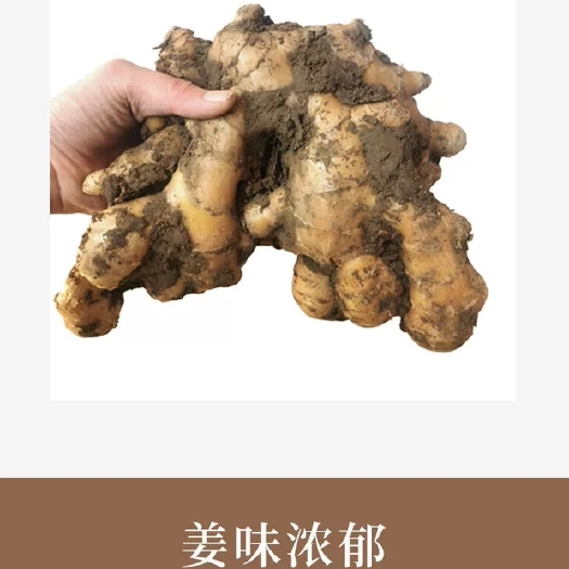 丰城市小黄姜 生姜