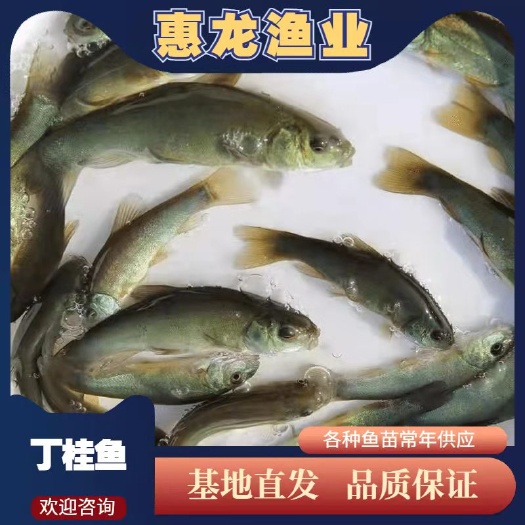 广州丁桂鱼苗