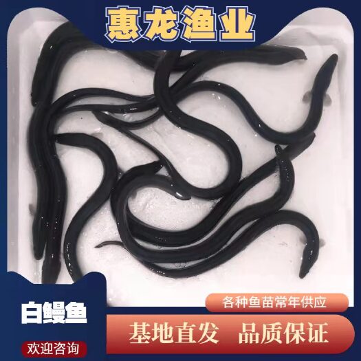 广州白鳗鱼苗，鱼苗