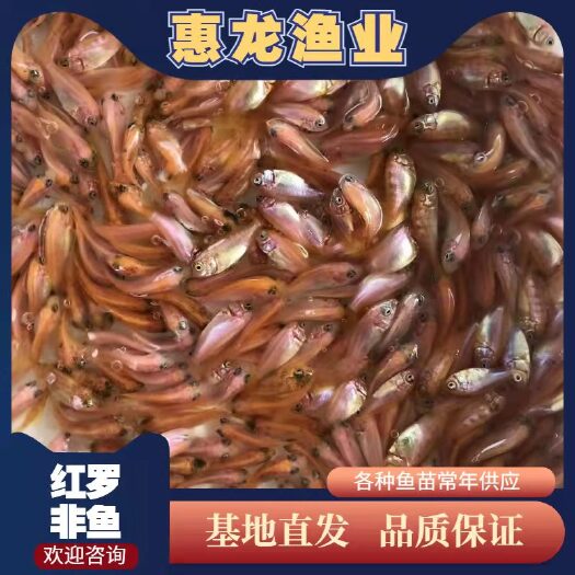 广州红罗非鱼苗，彩虹蜩，