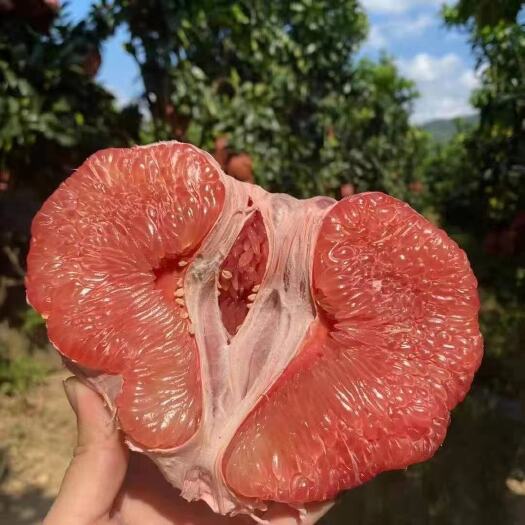 当阳市电商商超蜜柚 白心红心柚子 味甜多汁地头装货量大从优