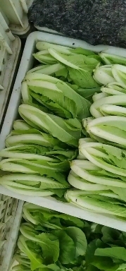 太和县毛白菜，快菜
