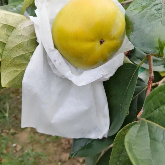 荔浦市太秋甜柿苗 大秋（太秋）甜柿，一款可以直接在树上吃的纯甜柿，细，脆，多汁